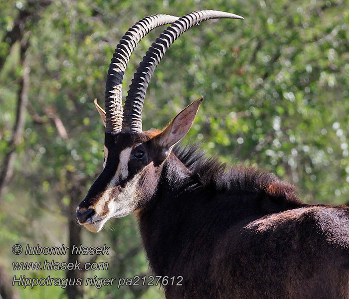 אנטילופת סוס שחורה Juodoji antilopė Fekete lóantilop Antelop Sabel Sabelantilope