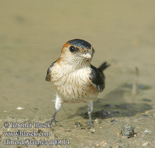 Vörhenyes fecske Hirundo daurica Red-rumped Swallow