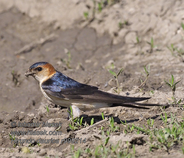 Red-rumped Swallow Rötelschwalbe Hirondelle rousseline Hirundo daurica