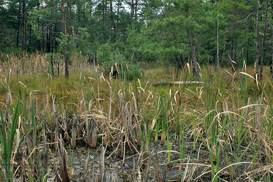 Hliníř PP okraj rybníka Teichrand edge pond bord l'étang