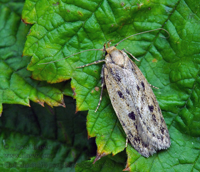 Hofmannophila pseudospretella Brown House-moth Zdobka obyčajná