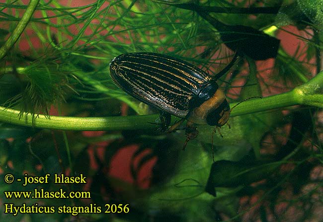 Hydaticus stagnalis