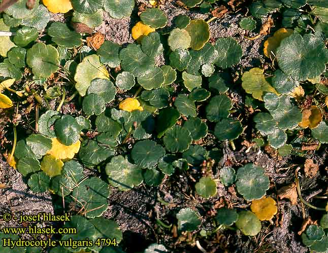 Hydrocotyle vulgaris Marsh pennywort Vandnavle Ecuelle-d'eau