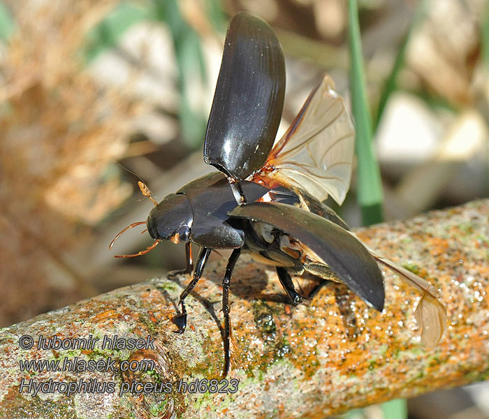 Hydrophilus piceus Vodomil čierny Great silver water beetle Större vattenbagge