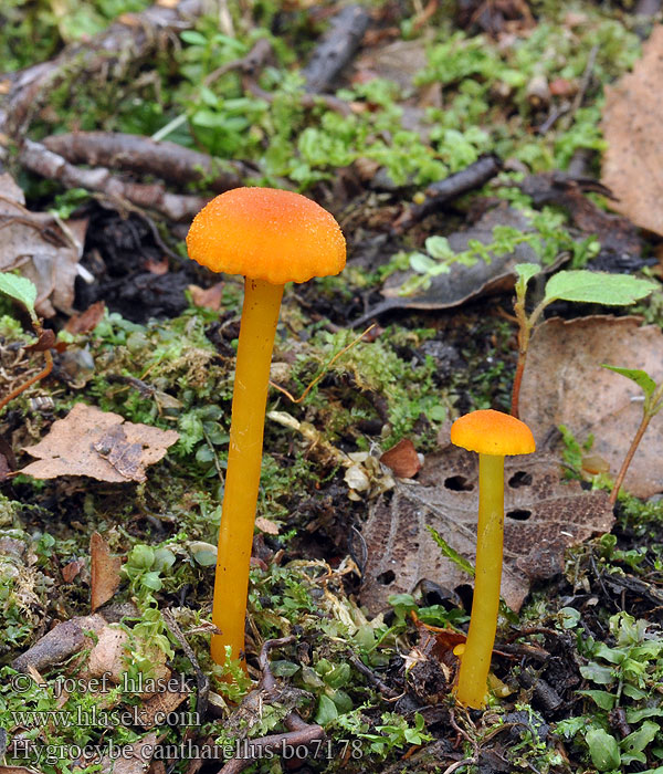 Hygrocybe cantharellus bo7178