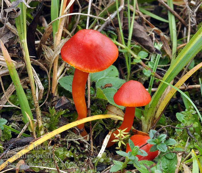 Hygrocybe coccinea Scarlet Waxcap