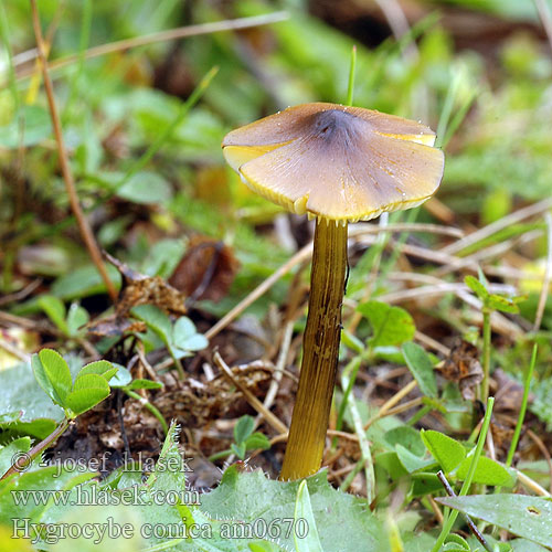 Hygrocybe conica am0670