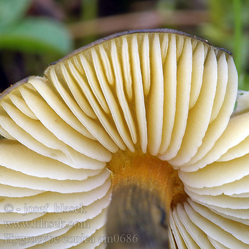 Hygrocybe conica am0686