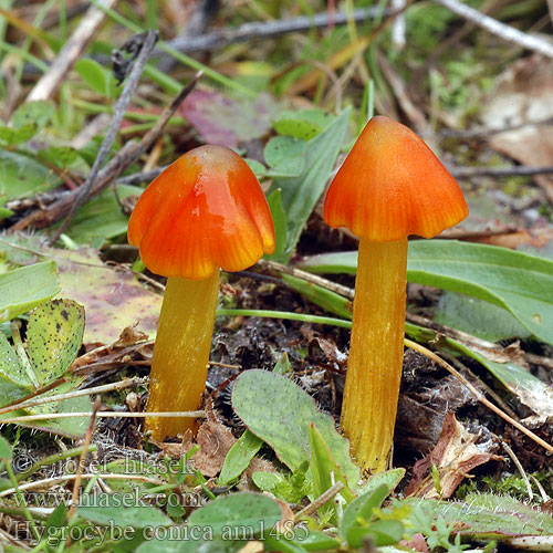Hygrocybe conica am1485