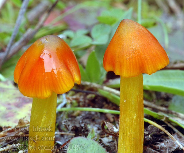 Hygrocybe conica am1497