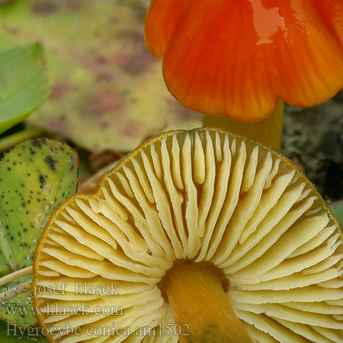 Hygrocybe conica am1502