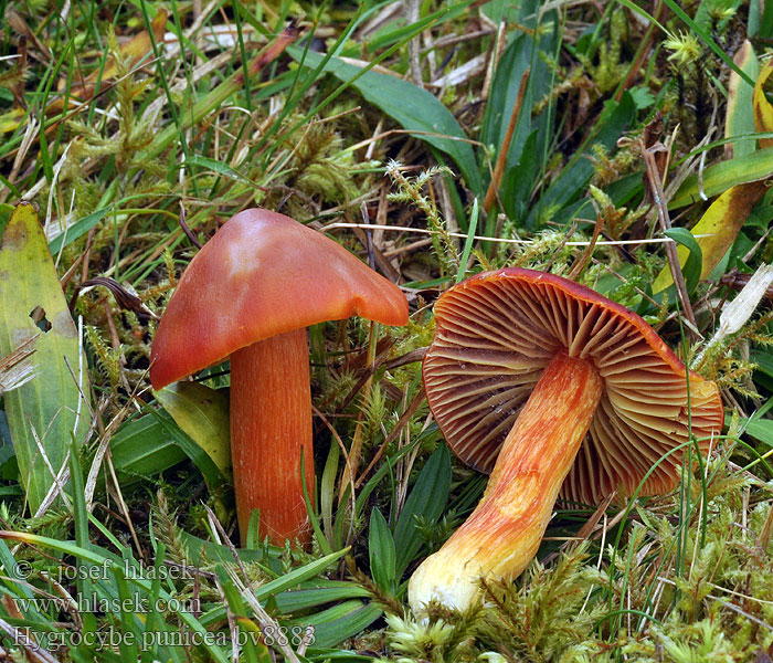 Hygrocybe punicea Right-hand cap