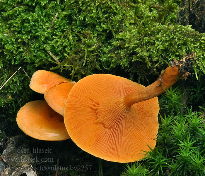 Hygrophoropsis aurantiaca Lištička pomerančová