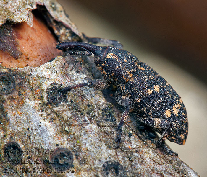 Hylobius abietis