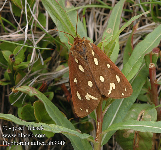 Hyphoraia aulica Arctia Hofdame Brown Tiger Moth Spriadač psojazykový