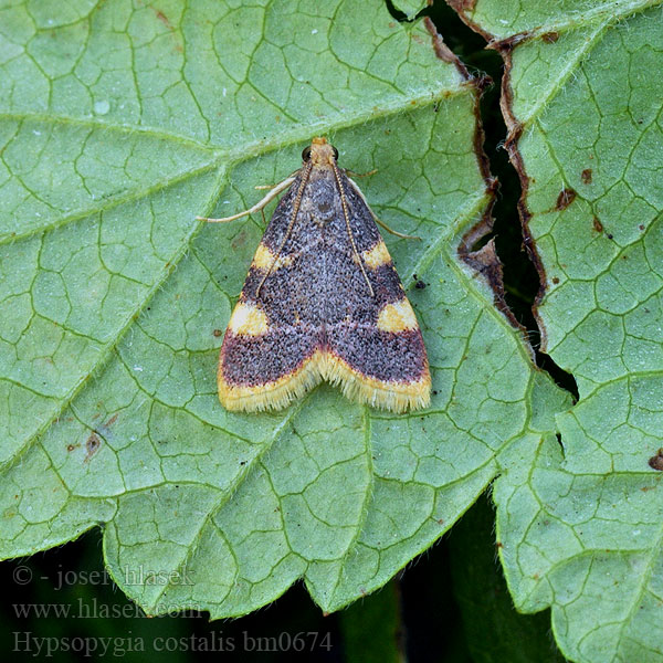 Gold triangle Clover hay moth Heuzünsler Szénailonca Triangelmot