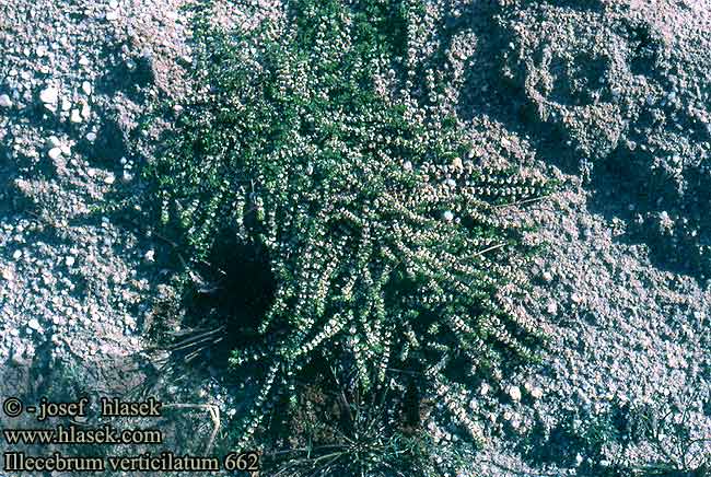 Illecebrum verticilatum Coral necklace Bruskbager Rustokki