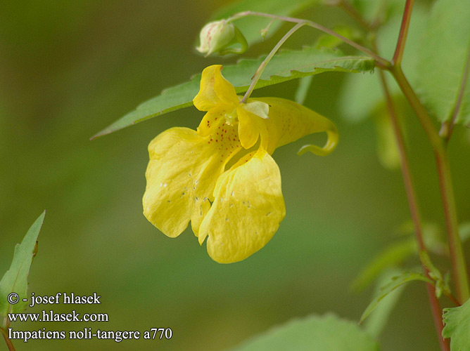 Impatiens noli-tangere Touch-me-not Balsam Spring-balsamin