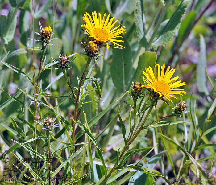 Inula ensifolia Pentanema Oman mečolistý