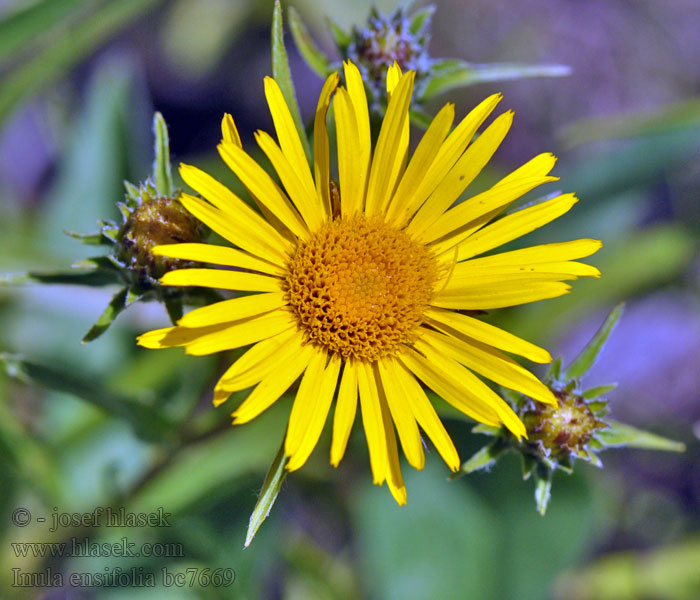 Inula ensifolia Pentanema Schwert-Alant Oman wąskolistny