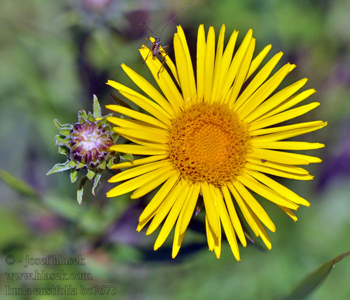 Inula ensifolia Pentanema Schwert-Alant Oman wąskolistny