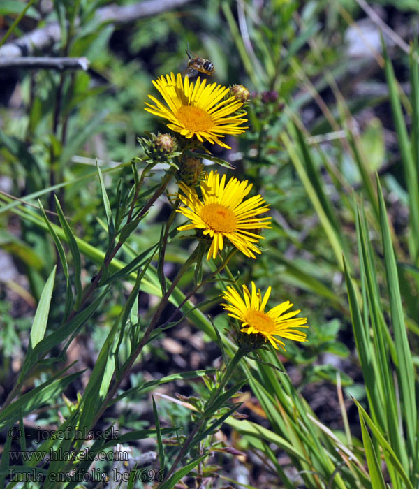 Oman mečolistý Inula ensifolia