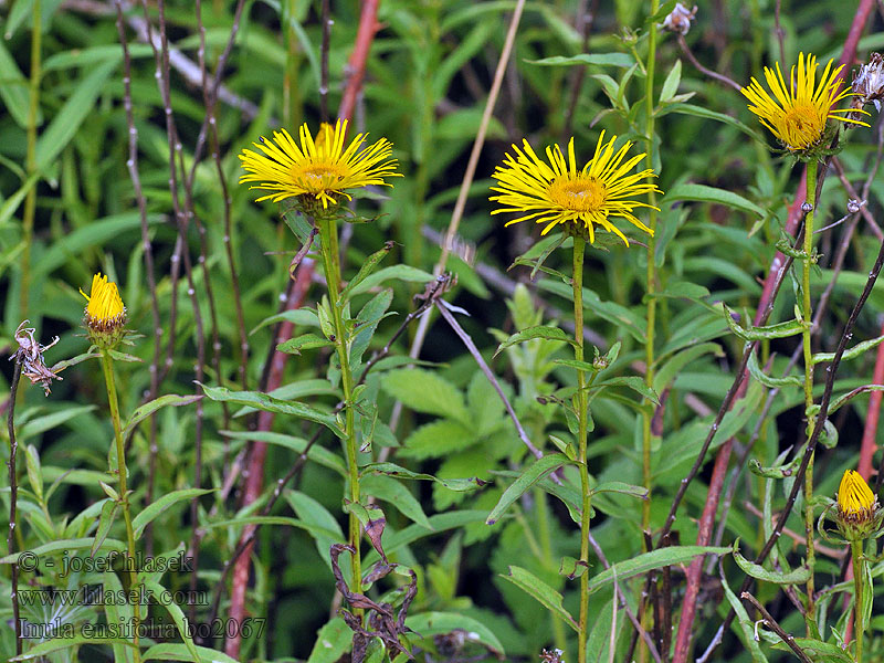 Schwert-Alant Inula ensifolia