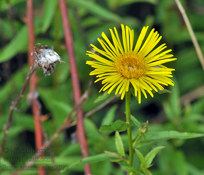 Oman wąskolistny Inula ensifolia