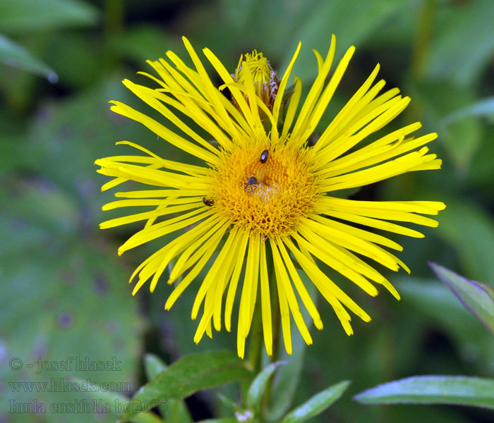 Девясил мечелистный Inula ensifolia