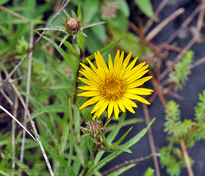 Inula ensifolia