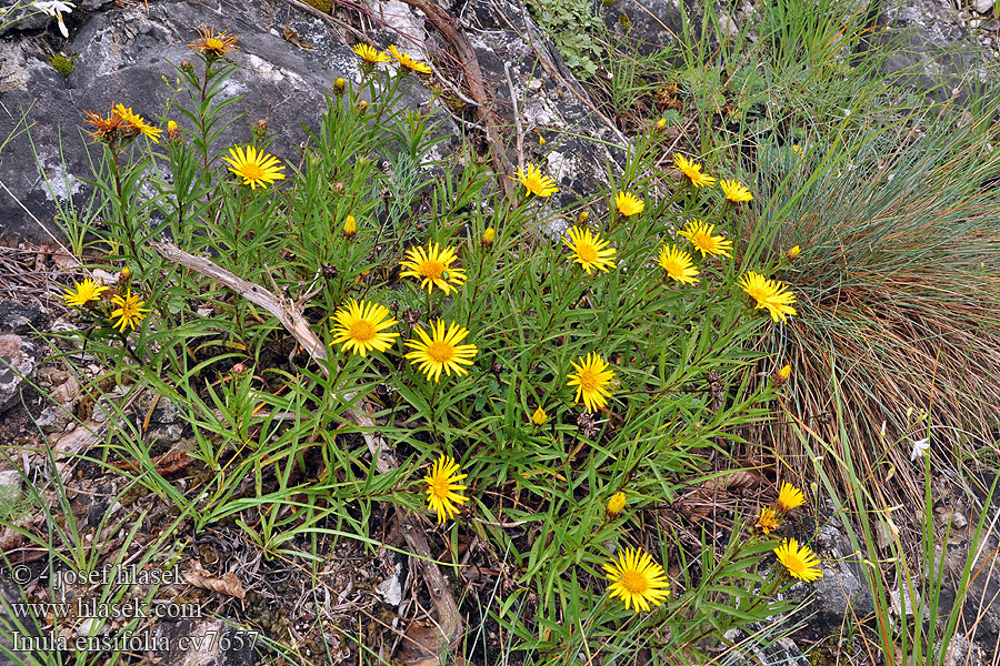 Inula ensifolia Pentanema Oman mečolistý Schwert-Alant