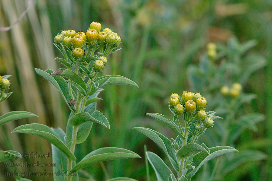 Inula germanica Hengeresfészkű peremizs Oman německý