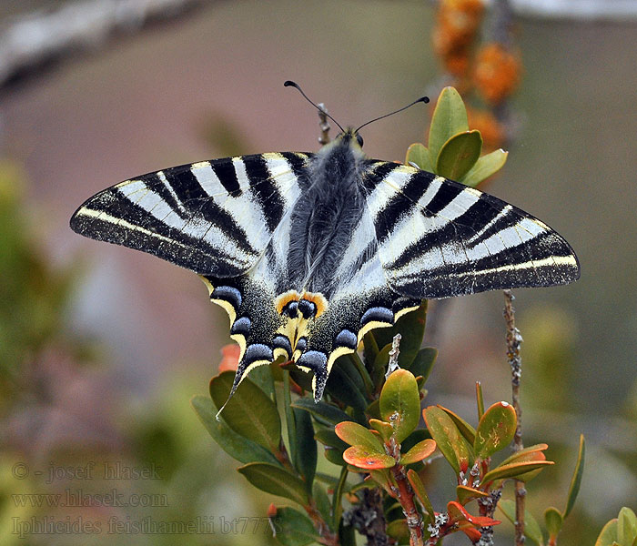 Southern Scarce Swallowtail Voilier blanc Żeglarz zachodni