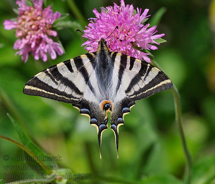 Iphiclides feisthamelii Chupaleche