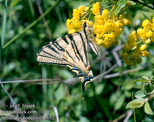Iphiclides podalirius Papilio Segelfalter Paź żeglarz