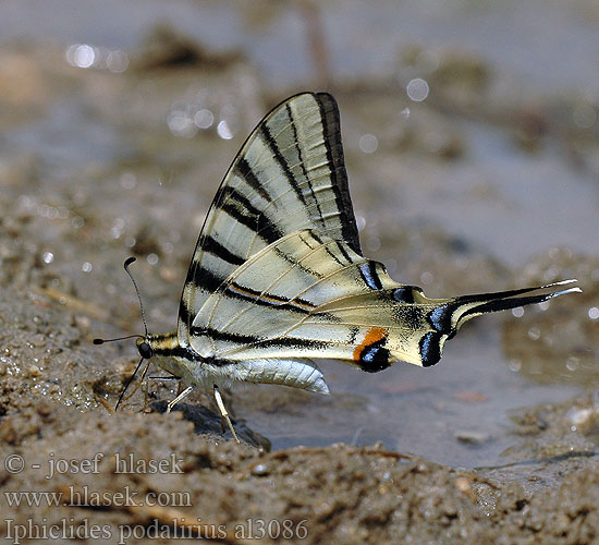 Fluturele podaliriu Coada rândunicii Πεταλούδα