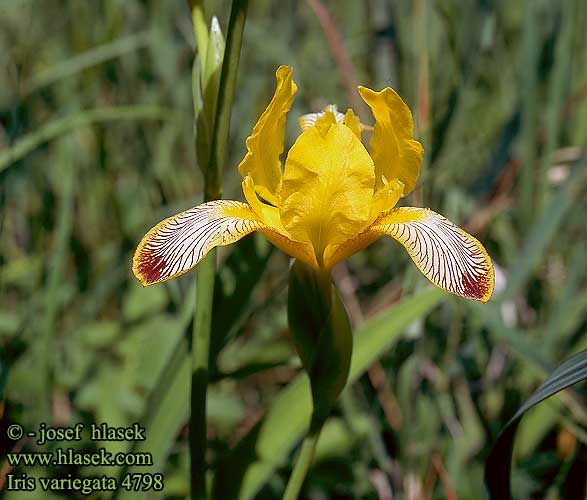 Iris variegata Kosaciec gładki Kosatec dvojfarebny pestrý
