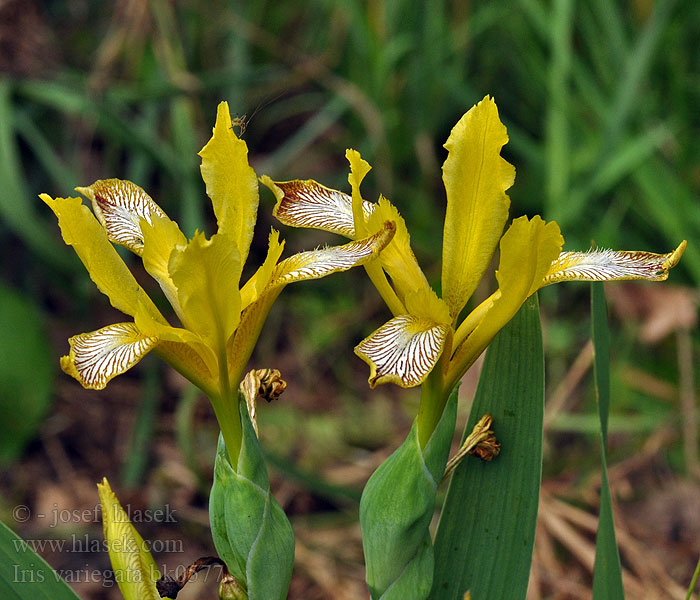 Iris variegata Taatankurjenmiekka panaché