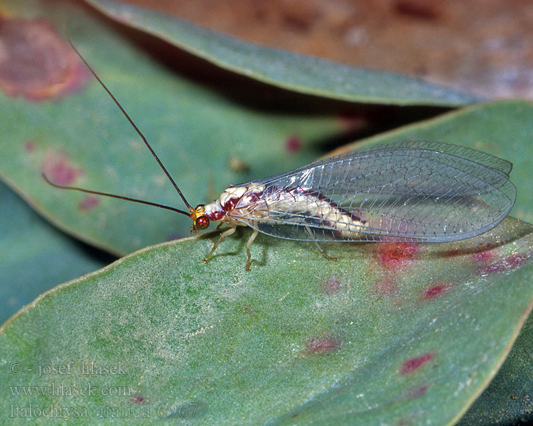 Italochrysa italica