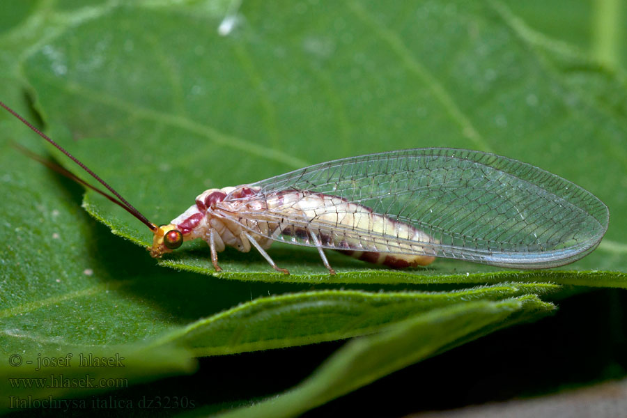 Italochrysa italica