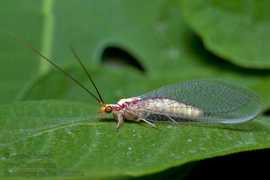 Italochrysa italica