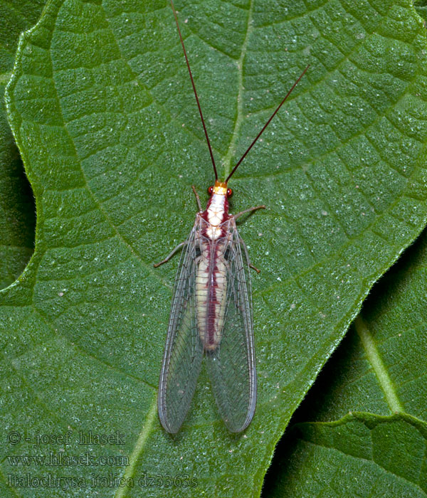 Italochrysa italica