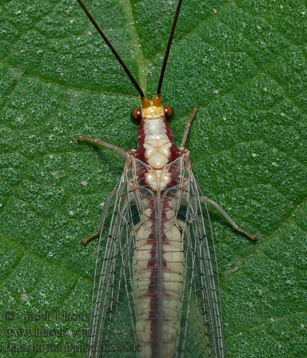 Italochrysa italica