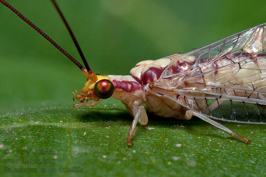 Italochrysa italica