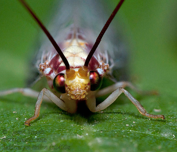 Italochrysa italica