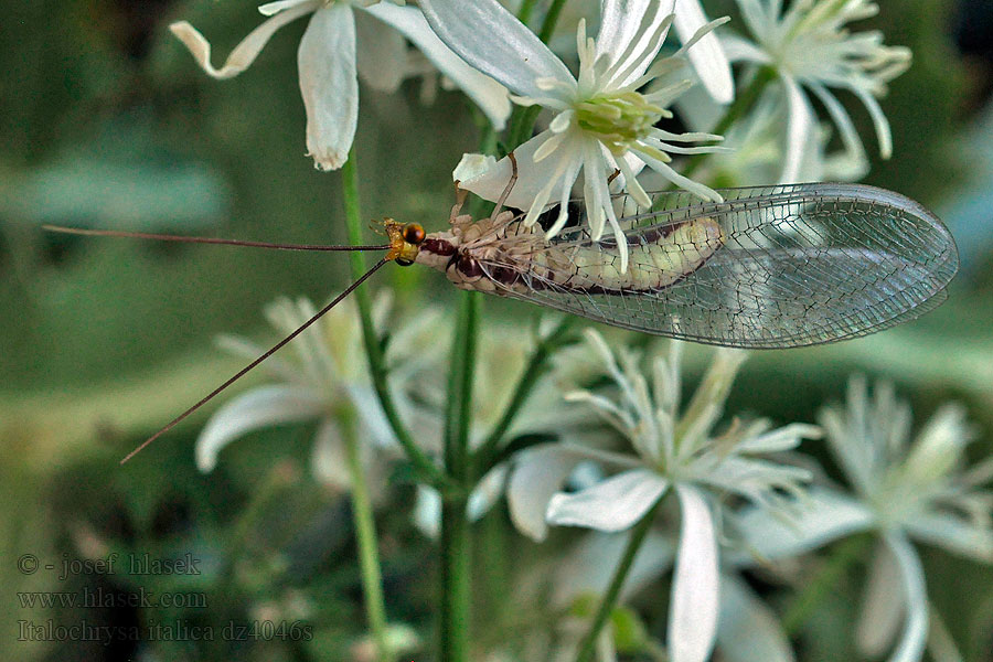 Italochrysa italica