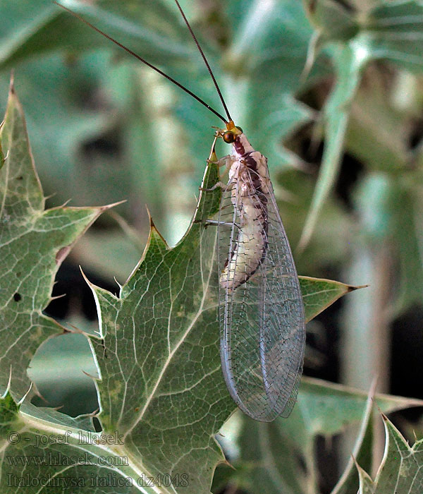 Italochrysa italica