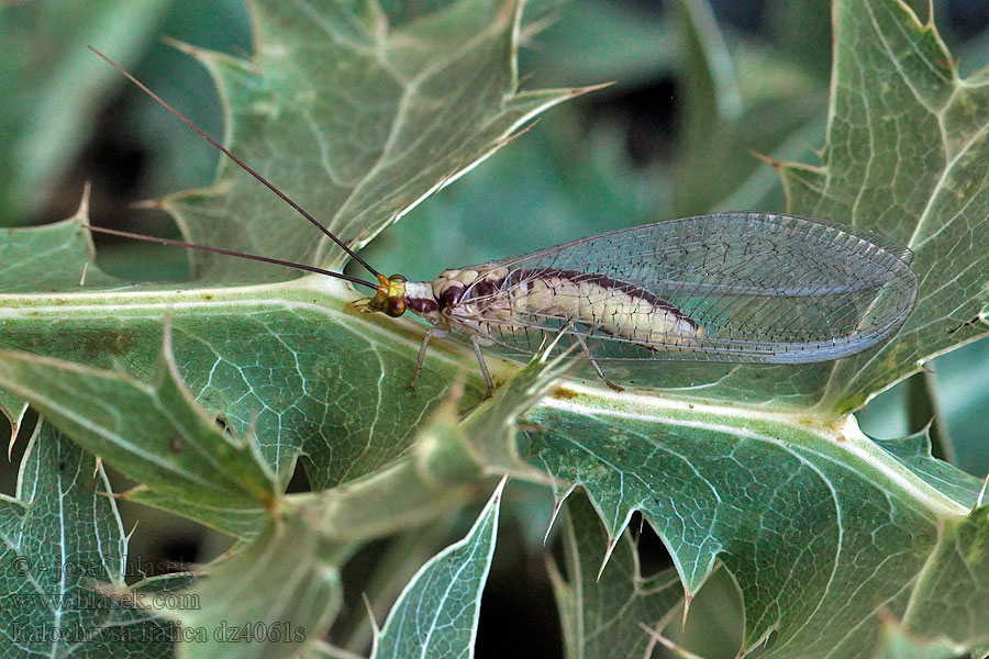 Italochrysa italica