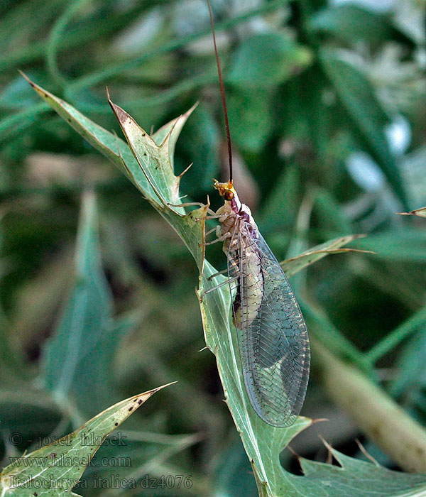 Italochrysa italica