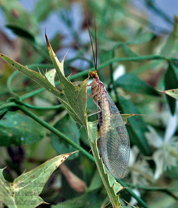 Italochrysa italica